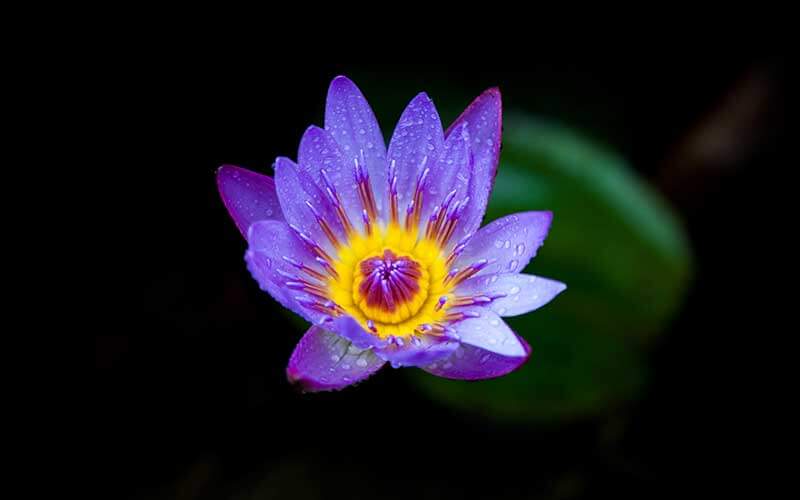 purple-flower